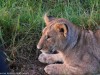 Pensive Lion cub