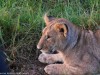 Pensive Lion cub