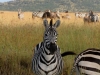 Morning in the Serengeti