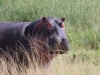 Hungry Hippo in the Serengeti