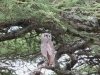 Verreaux's Eagle Owl in the Serengeti