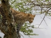 Trip Favorite - in the Serengeti