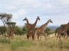Giraffes of the Serengeti