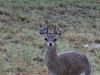 Klipspringer in the Downpour at Mbuzi Mawe