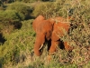 Youngster at Tarangire