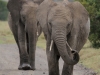 Magnificant Elephants at Sweetwaters