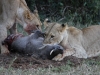 First Game Drive - Sad Ending for the Warthog