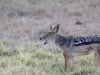 Black-back Jackal at Sweetwaters