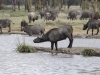 Cape Buffalo at Lake Nakuru