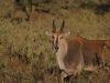 Eland at Lake Nakuru