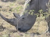 White Rhino - Location Undisclosed