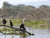 Great Cormorant at Lake Naivasha