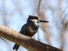 Giant Kingfisher at Lake Naivasha