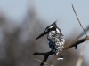 Pied Kingfisher at Lake Naivasha