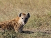 Chilling after a Big Meal in the Mara