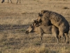 Happy Day for the Warthogs
