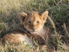 Young Lion Cub in the Mara