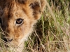 Peek a Boo in the Mara