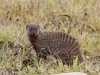 Banded Mongoose