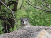 Funny Hyrax at Mbuzi Mawe