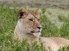 Mother on  at Ngorongoro