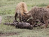 Hyenas with Zebra Kill at Ngorongoro