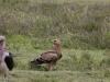 Steppe Eagle at Ngorongoro