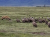 Vultures lined up for Scraps