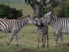 Love from All Directions - Ngorongoro Crater - Awarded MSU's People Choice 2014 Global Focus Photo Contest