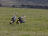 Crowned Cranes at the Crater