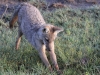 Morning Stretch for a Golden Jackal
