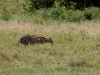 At Last a Serval at Ngorongoro
