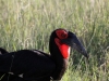 Ground Hornbill at Tarangire