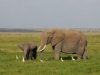 Lovely Day in Amboseli