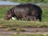Mother and Three Week Old Hippo at Amboseli