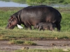 Mother and Three Week Old Hippo at Amboseli