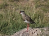 Crowned Lapwing at Amboseli