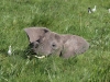 Elephant Spa Day at Amboseli