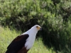 African Fishing Eagle at Amboseli