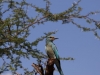 European Roller at Tsavo West