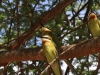 Madagascar Bee-eater at Tsavo West