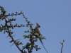 Blue naped Mousebird at Amboseli