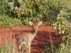 Dik Dik at Tsavo West