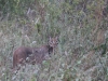 So Excited I Spotted This Caracal at Tsavo West