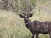 Male Lesser Kudu at Tsavo West