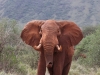 Smelling us Out at Tsavo West