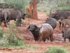 Nothing Like a Mudbath
