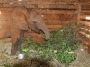 My Barsilinga has also grown since I last saw him in 2012