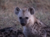 Hyena Pup in the Mara