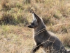 Bat eared Fox in the Mara